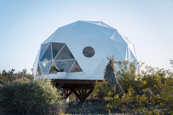 Natural desert vegetation