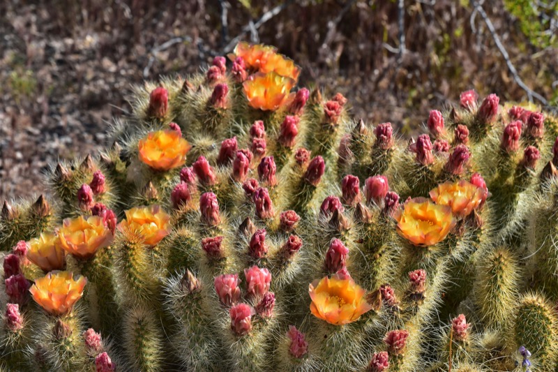 Desert wildflowers in bloom