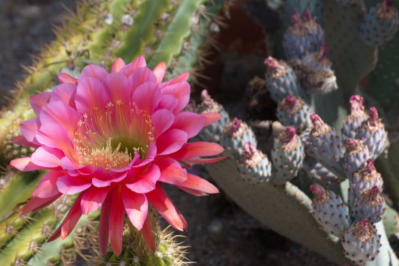 Large pink desert flower