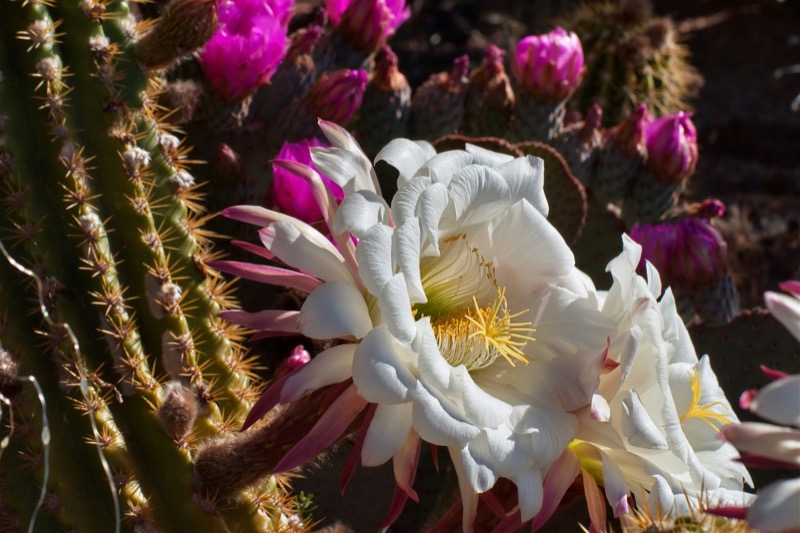 White and pink cactus flowers in sunlight